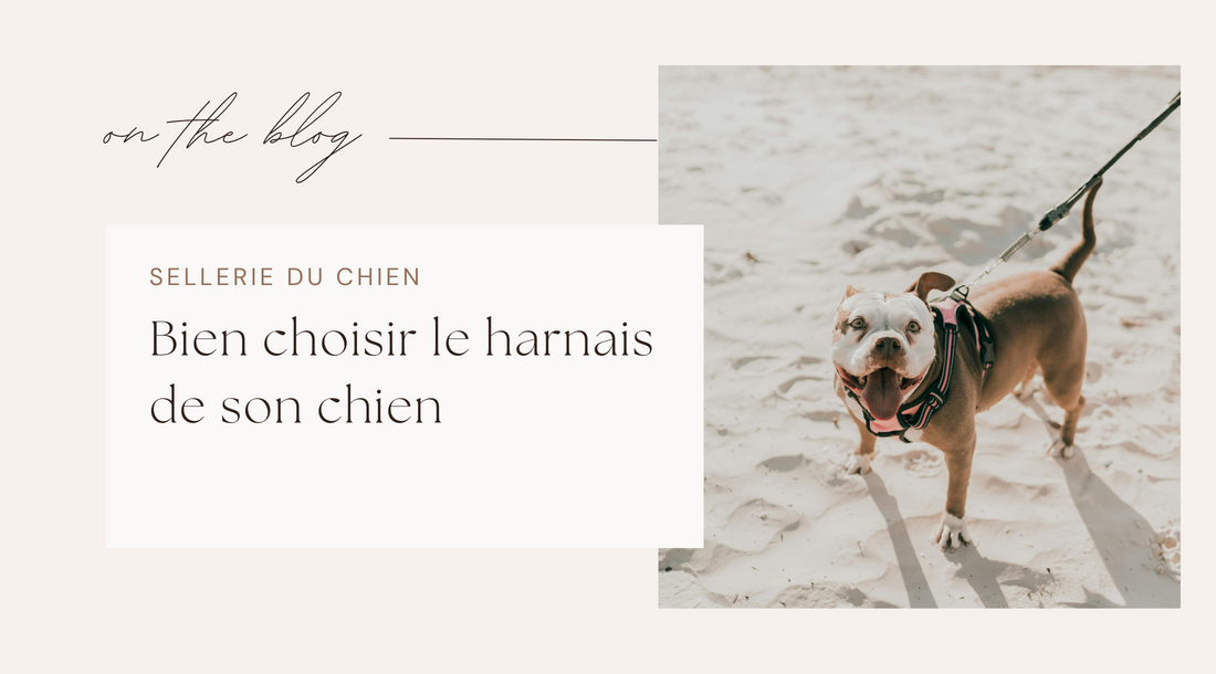 choisir-harnais-pour-chien